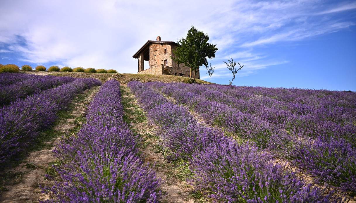 Distese di lavanda nella "Piccola Provenza del Piemonte"