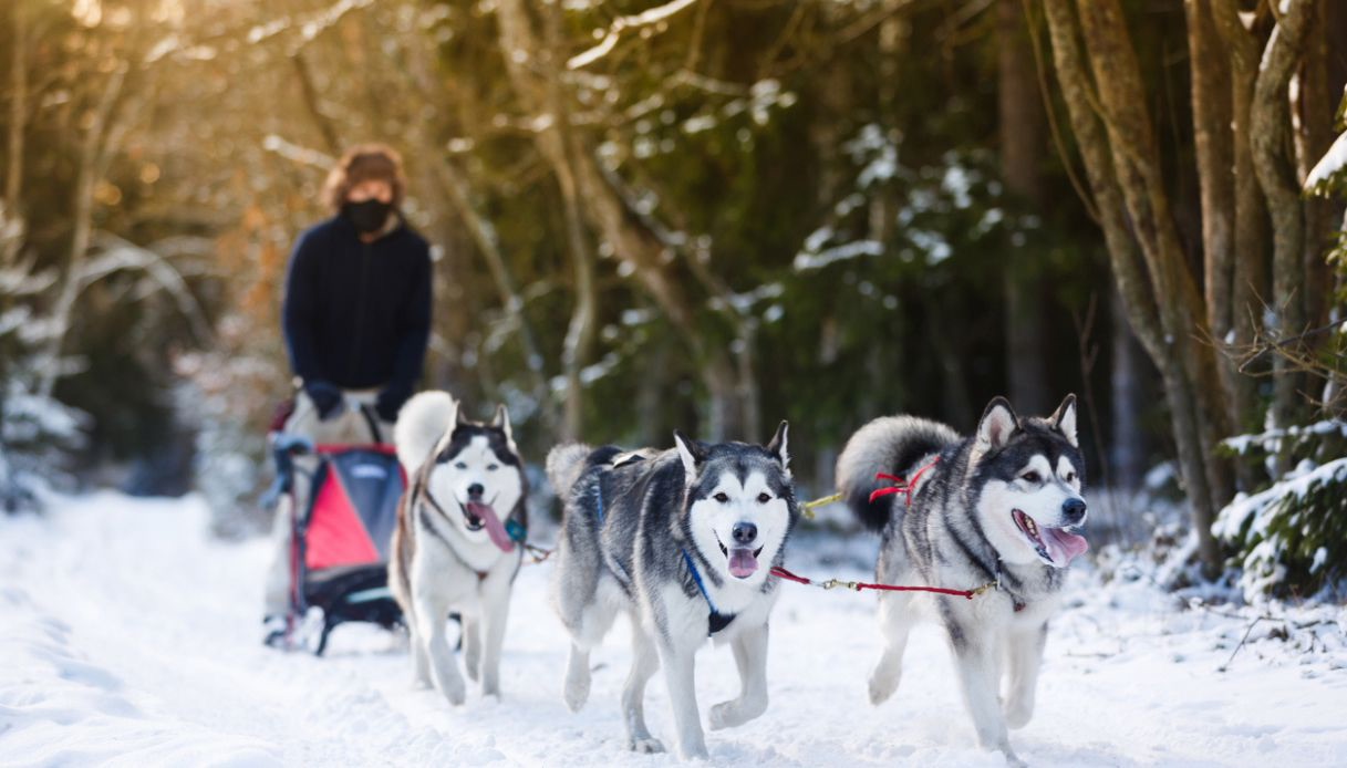 Slitta con Husky in inverno in Piemonte