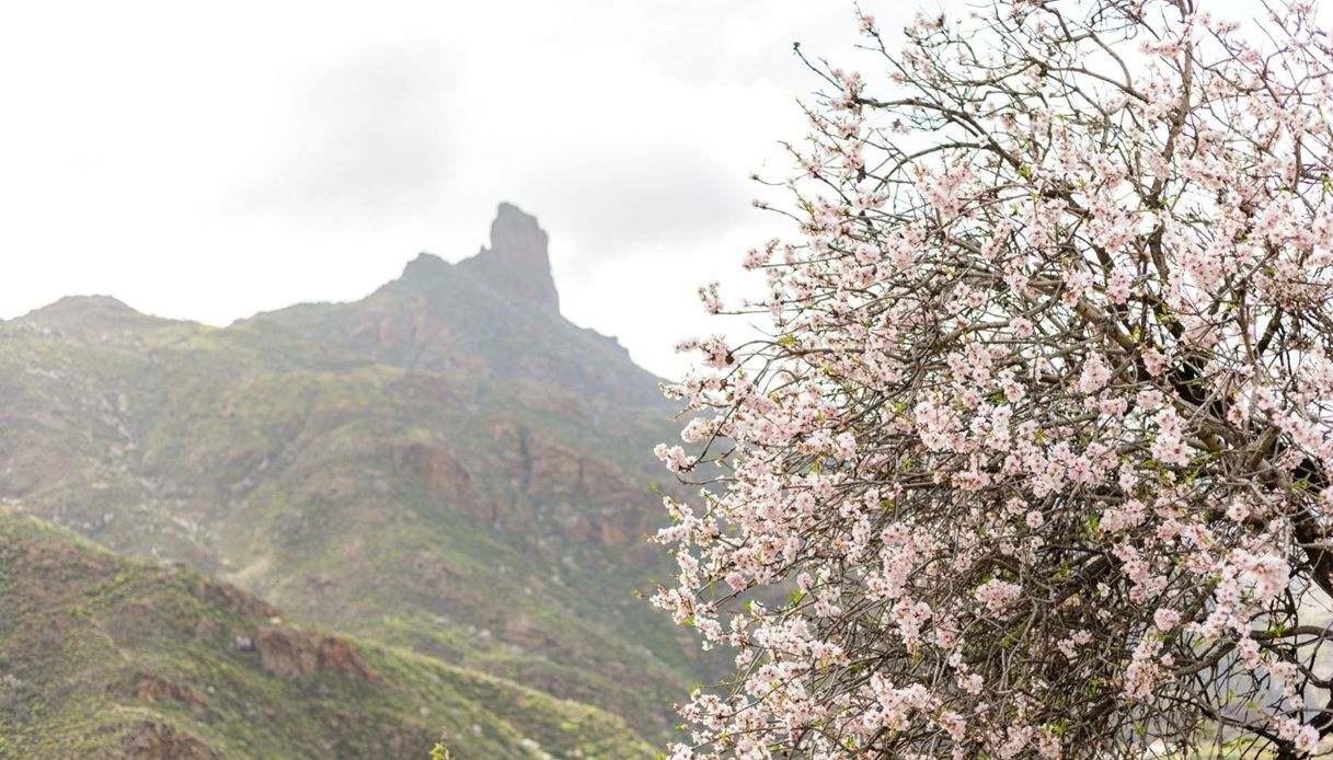 I mandorli in fiore a Tejeda, nel cuore di Gran Canaria