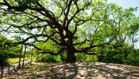 La Quercia delle Streghe è un gigante vegetale che intreccia memoria rurale, superstizione e immaginario letterario