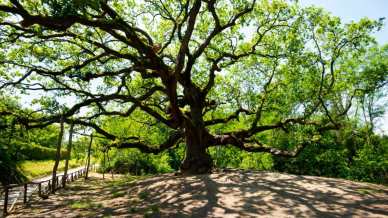 La Quercia delle Streghe è un gigante vegetale che intreccia memoria rurale, superstizione e immaginario letterario