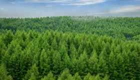 In Cina sta nascendo la Grande Muraglia Verde in un immenso deserto