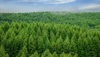 In Cina sta nascendo la Grande Muraglia Verde in un immenso deserto