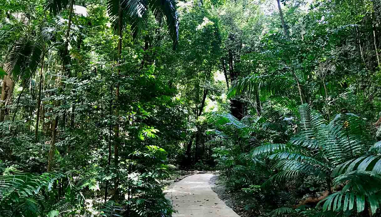 barbados-foresta