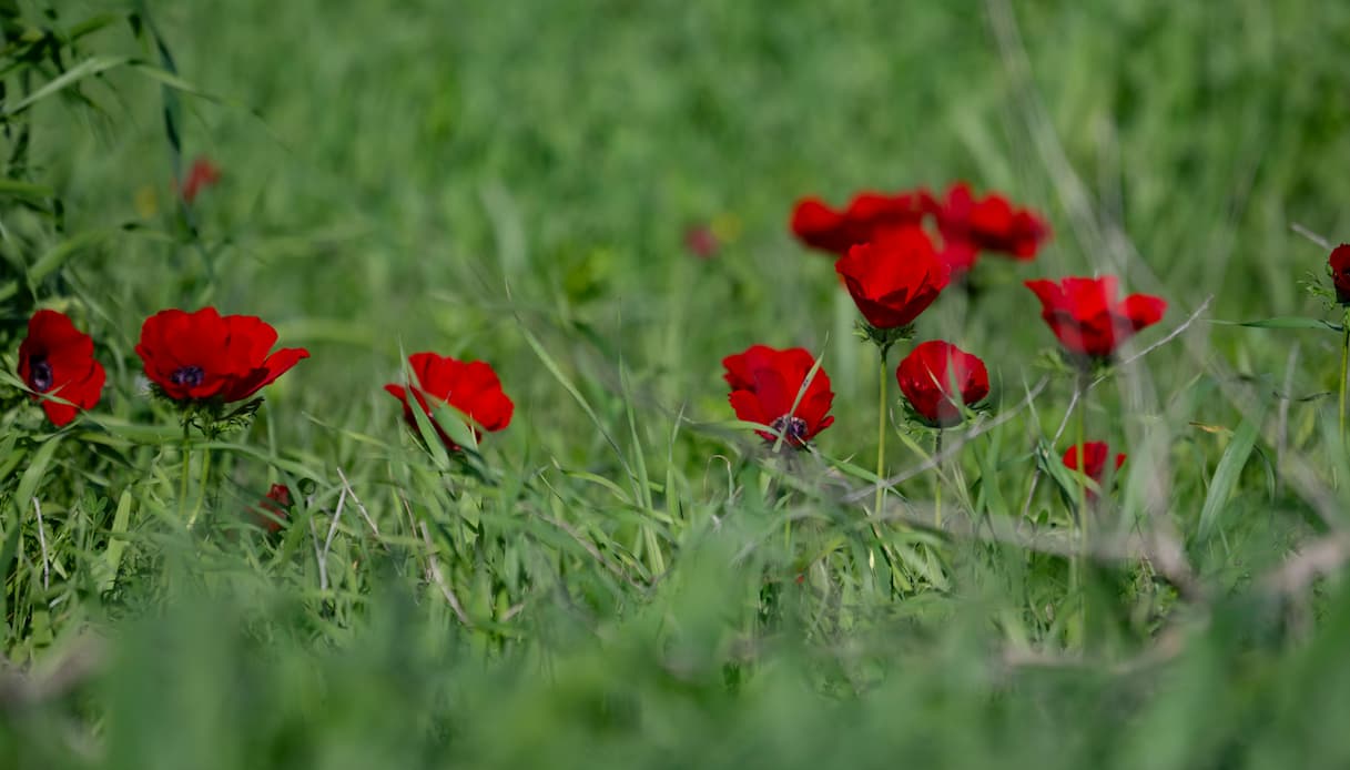 Anemoni rossi, Negev