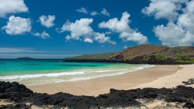Galápagos, per la prima volta in quasi due secoli le tartarughe giganti tornano a Floreana