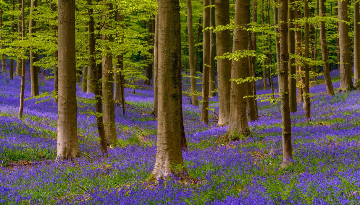 Hallerbos, la fioritura di primavera