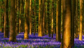 Hallerbos, la Foresta Blu del Belgio che in primavera diventa un oceano viola