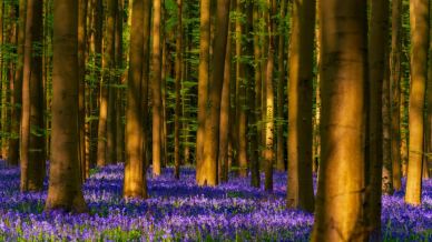 Hallerbos, la Foresta Blu del Belgio che in primavera diventa un oceano viola