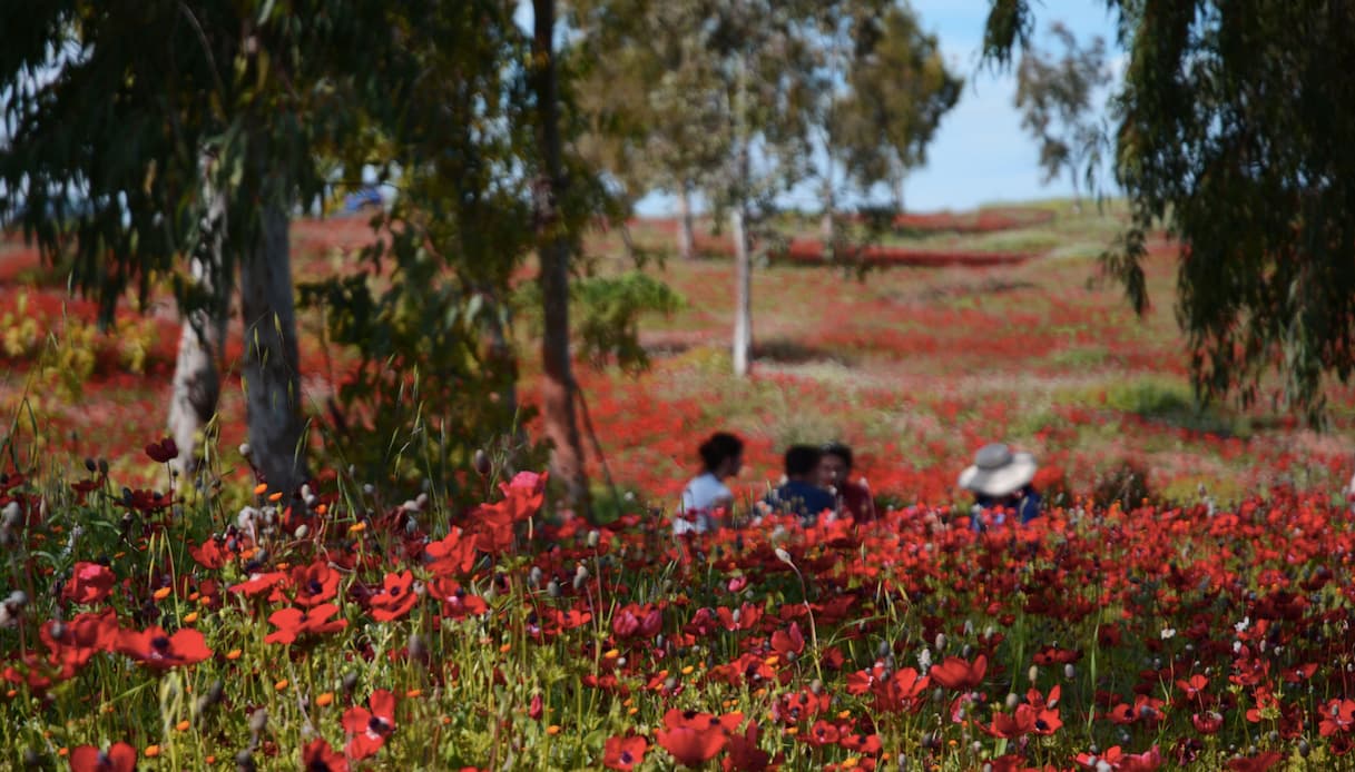 https://siviaggia.it/wp-content/uploads/sites/2/2026/02/Negev-anemoni-Israele-1.jpg