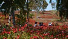Il Negev si tinge di rosso, la fioritura degli anemoni celebra 20 anni con il festival 2026