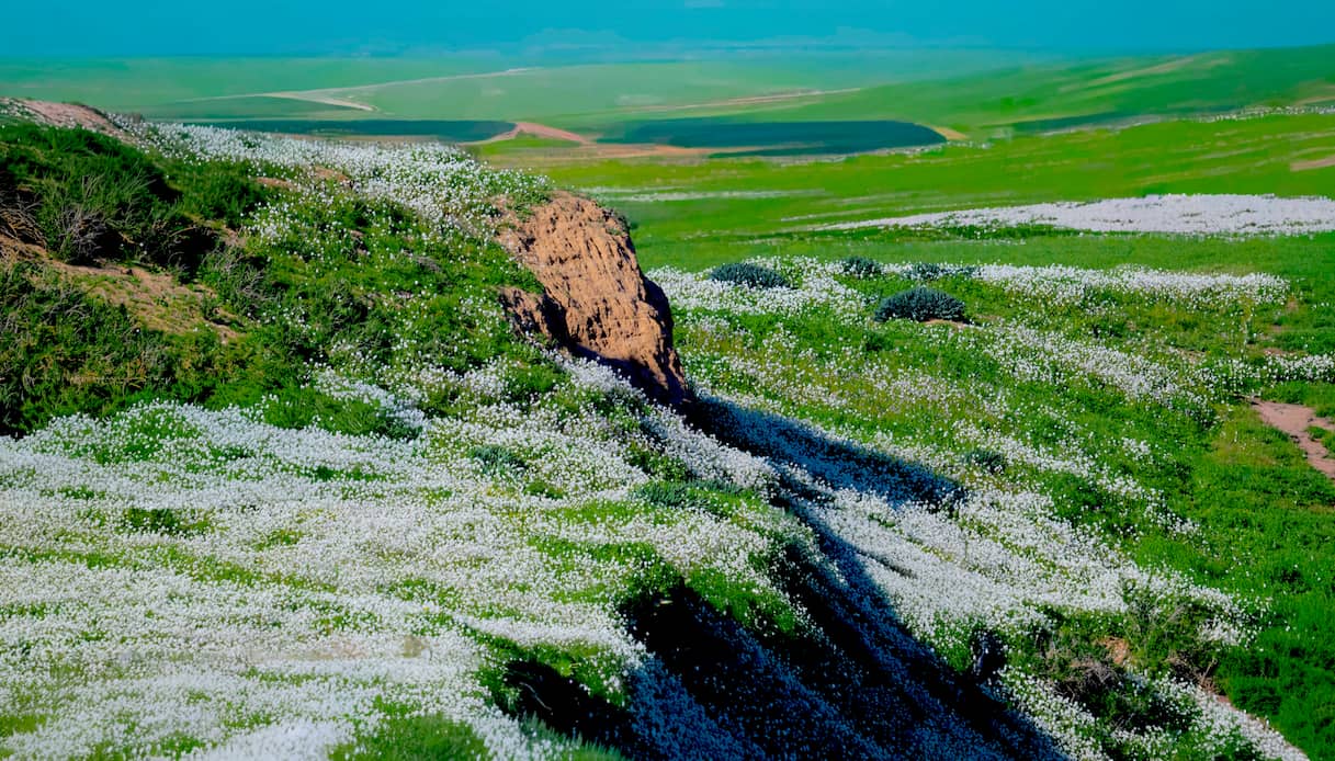 Negev fiorito, Israele