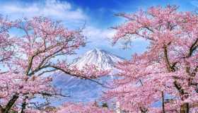 Il celebre festival dei ciliegi è stato cancellato: quando l’overtourism rovina i luoghi più belli