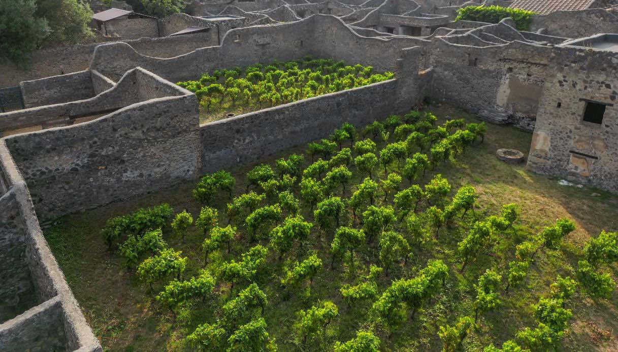Vigna a Pompei