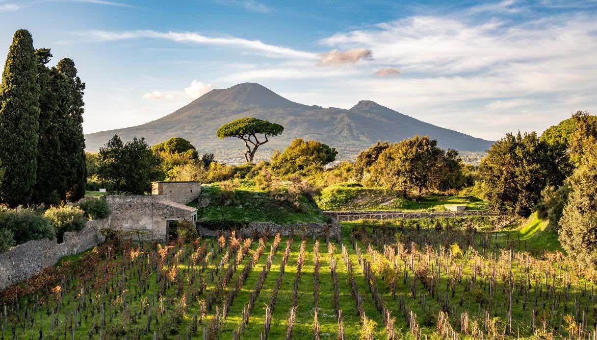 La vigna segreta di Pompei torna alla luce: il nuovo viaggio tra storia e sapori