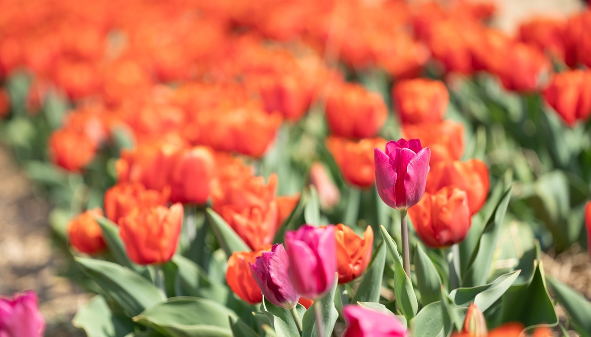 I tulipani di Shirin, in Brianza