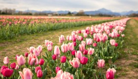 Sbocciano i tulipani di Shirin in Brianza, nel campo you-pick più colorato della primavera