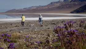 Eccezionale fioritura nella Death Valley: non succedeva da dieci anni
