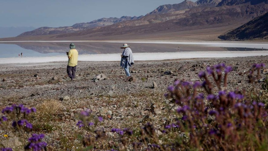 Eccezionale fioritura nella Death Valley: non succedeva da dieci anni
