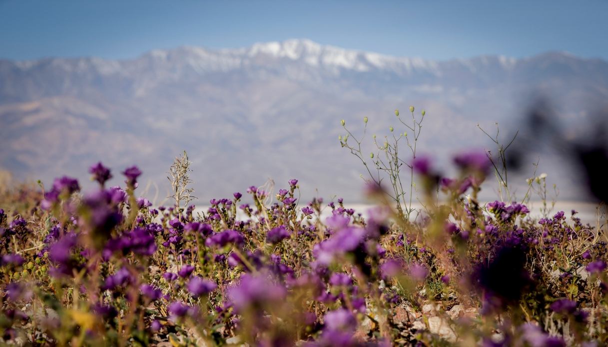 Fioritura 2026 nella Death Valley, quando vederla