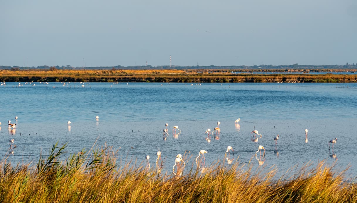 Delta del Po, fenicotteri 