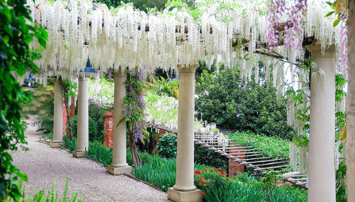 I glicini fioriti di Giardini di Villa della Pergola ad Alassio