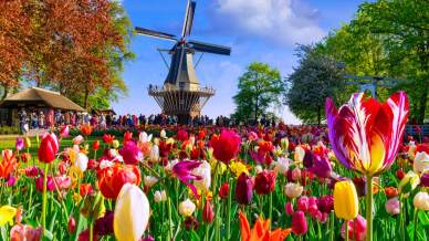 Keukenhof riapre, il parco di tulipani più colorato d’Europa torna a incantare i visitatori