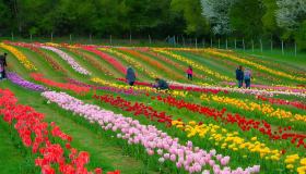 Apre il Giardino di Rosero, il campo di tulipani che colora le colline torinesi