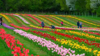 Apre il Giardino di Rosero, il campo di tulipani che colora le colline torinesi