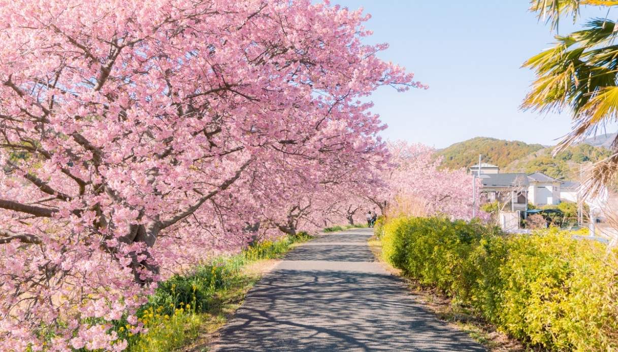 I ciliegi in fiore a Minami