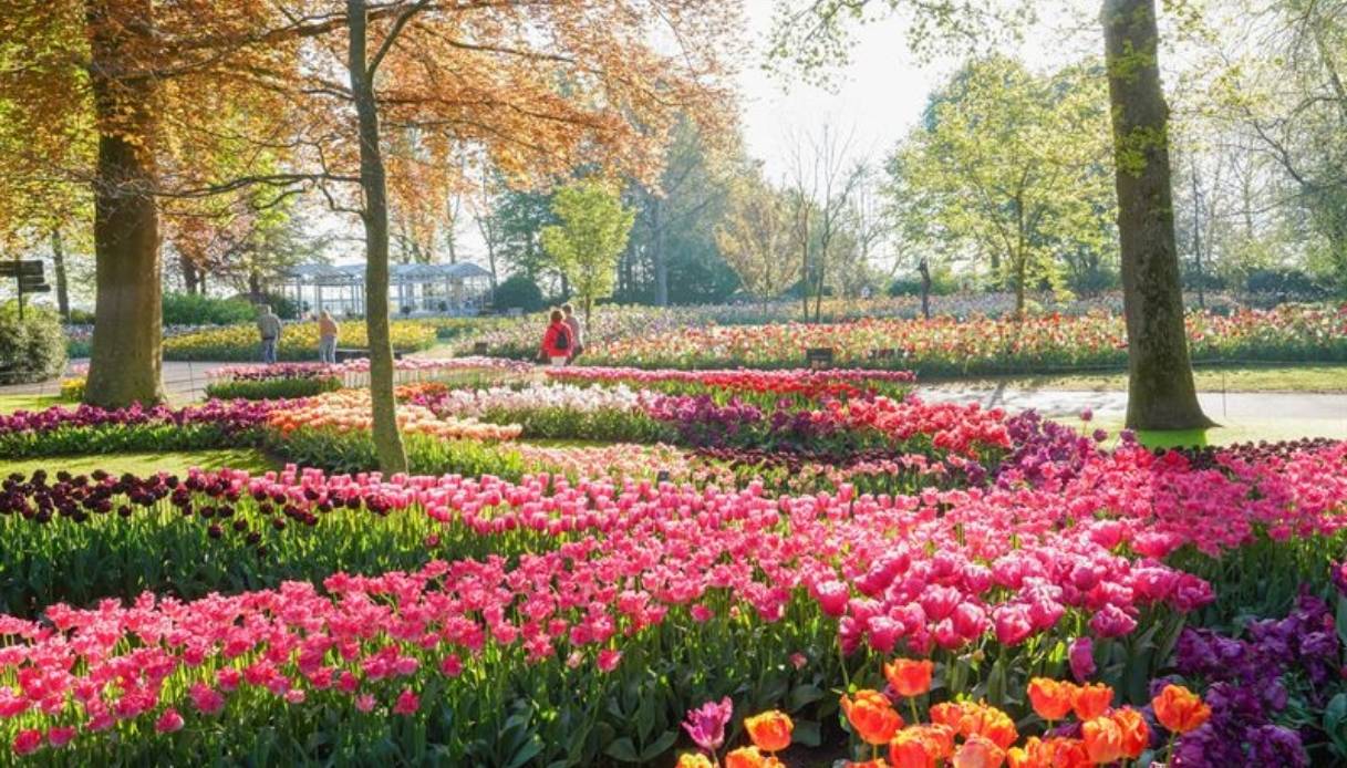 Keukenhof, il giardino dei tulipani nei Paesi Bassi