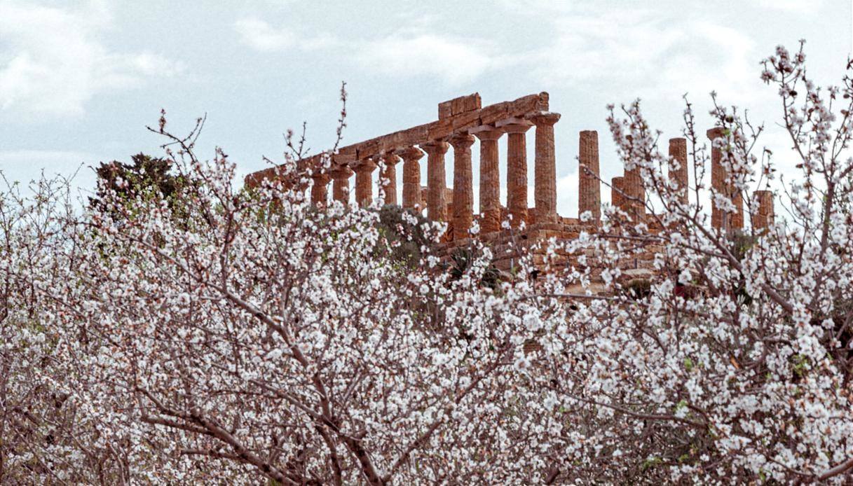 Mandorli in fiore nella Valle dei Templi, Sicilia