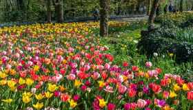 Al Castello di Pralormo torna Messer Tulipano, il parco si trasforma in un mare di colori primaverili