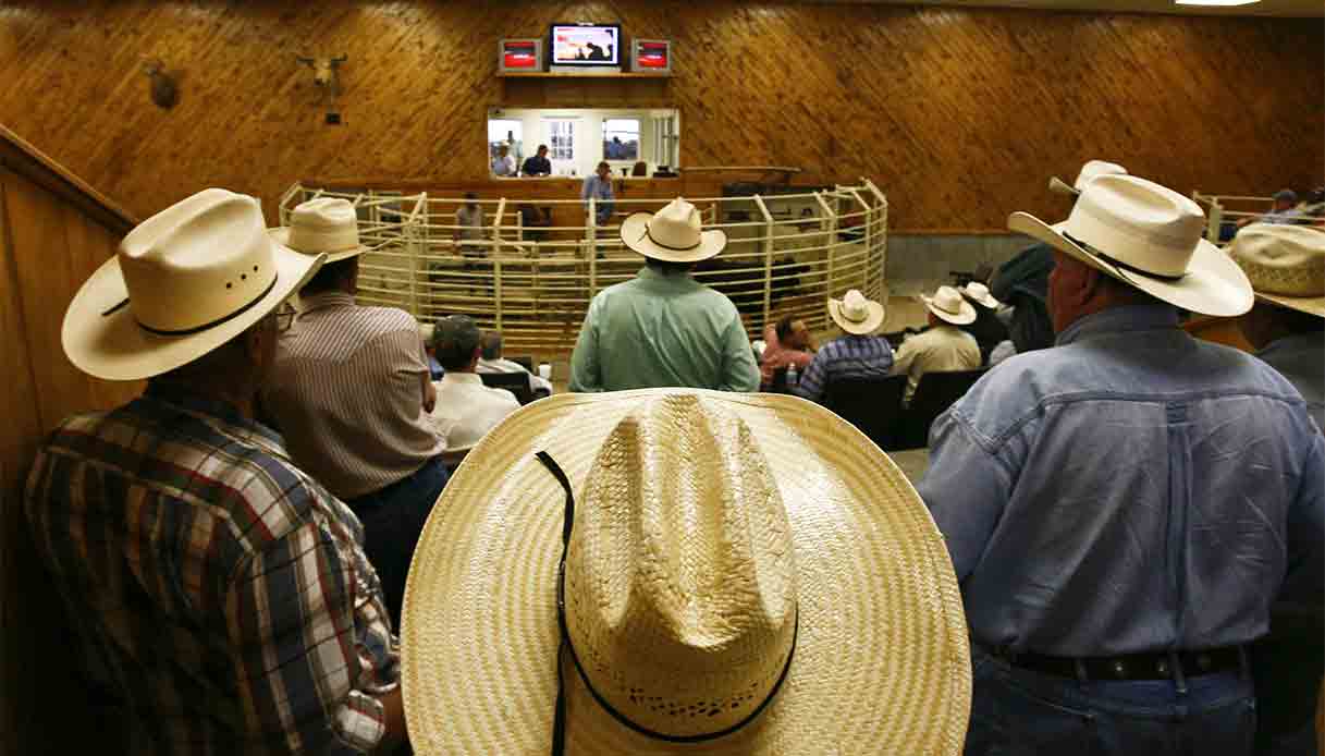 Navasota-Texas-bestiame