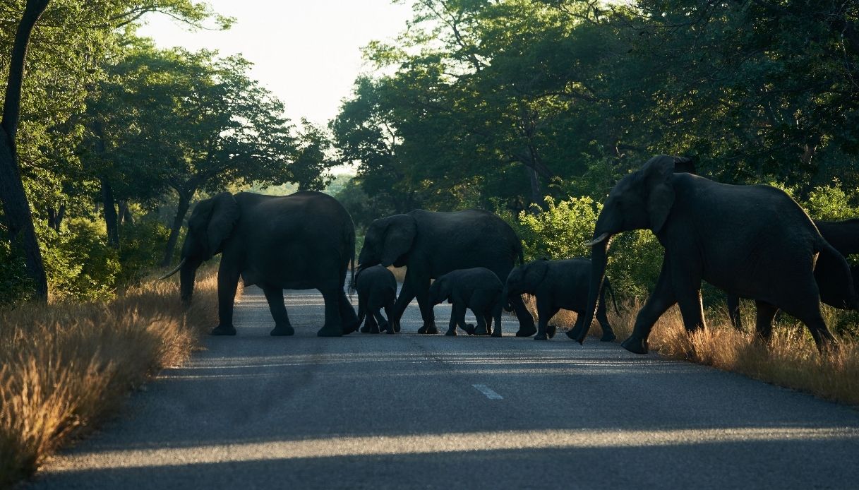 Hwange National Park in Zimbabwe