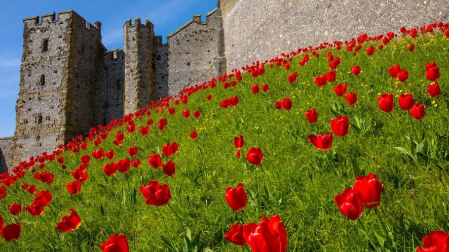 I Castelli dove vedere le fioriture di tulipani più belle di questa primavera