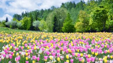 Giappone, i migliori luoghi per ammirare le fioriture primaverili, svelati dai viaggiatori