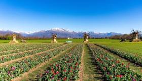 A Favria torna il Villaggio dei Tulipani, uno dei parchi più affascinanti del Nord Italia