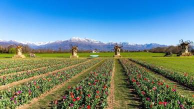 A Favria torna il Villaggio dei Tulipani, uno dei parchi più affascinanti del Nord Italia