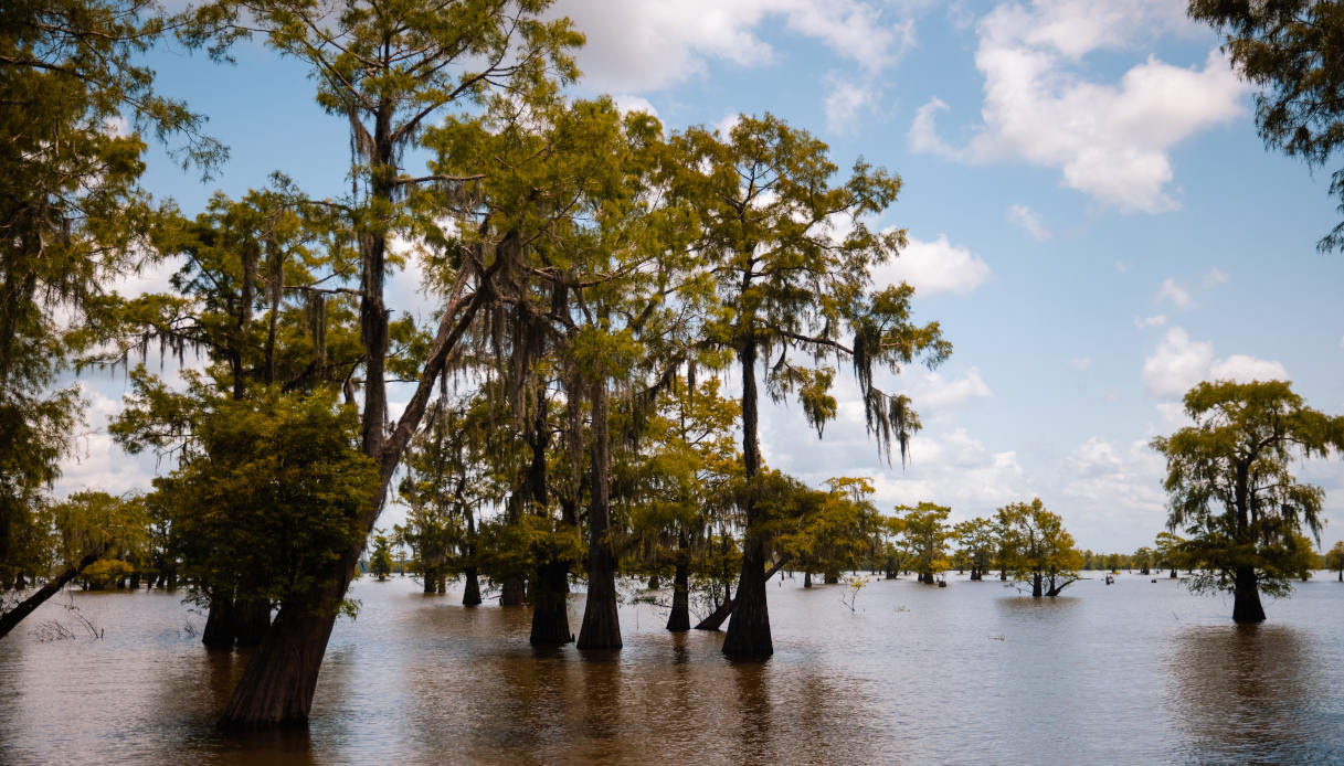Atchafalaya Basin