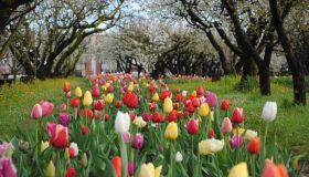 I migliori campi di tulipani “you pick” in Italia per i fiori più belli