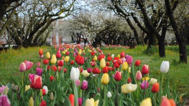 I migliori campi di tulipani “you pick” in Italia per i fiori più belli