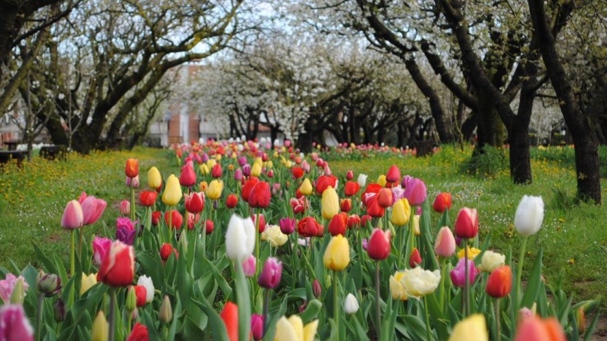 I migliori campi di tulipani “you pick” in Italia per i fiori più belli