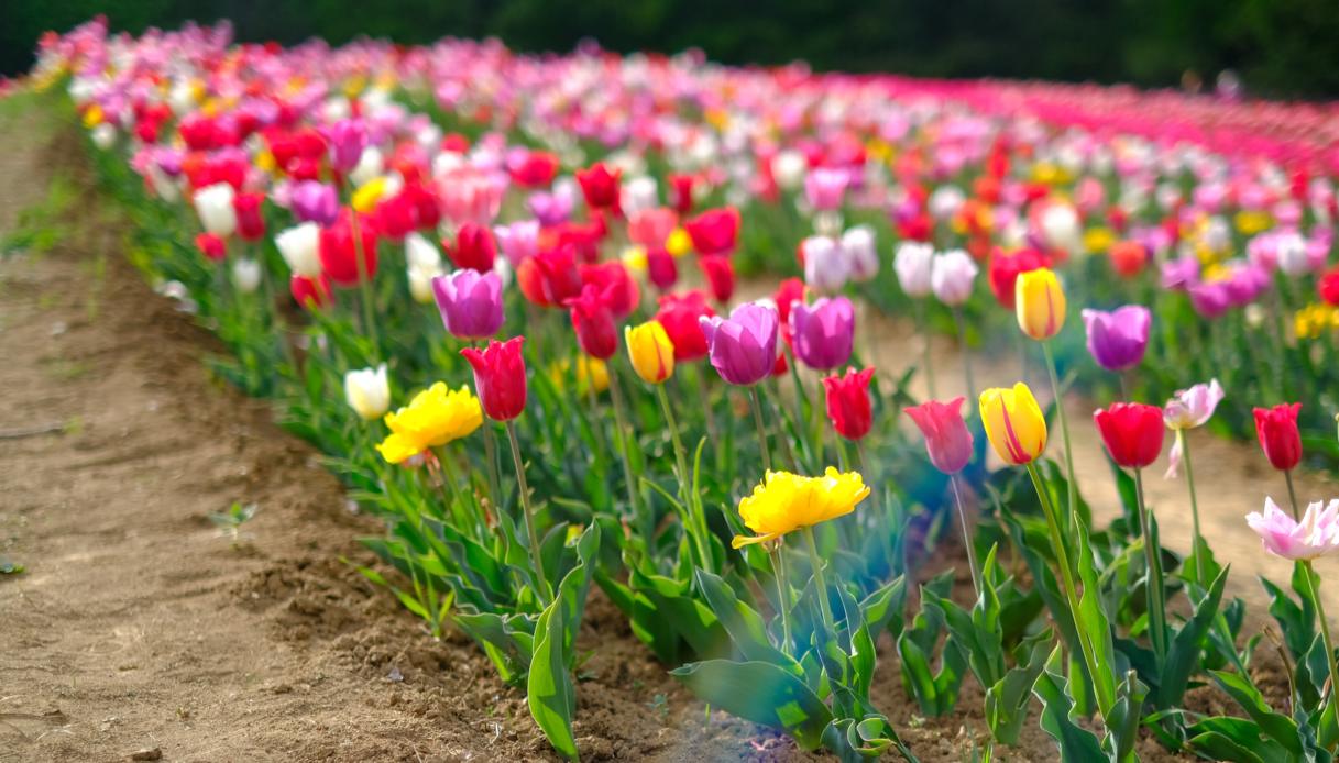 Sabato 28 marzo 2026 riapre il campo di tulipani de Il Giardino di Rosero (TO)