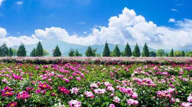 Non solo tulipani: la primavera si vive tra le peonie del campo you pick Tulipania