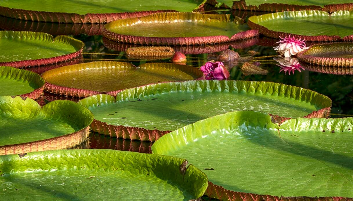 parchi botanici nord italia villa taranto