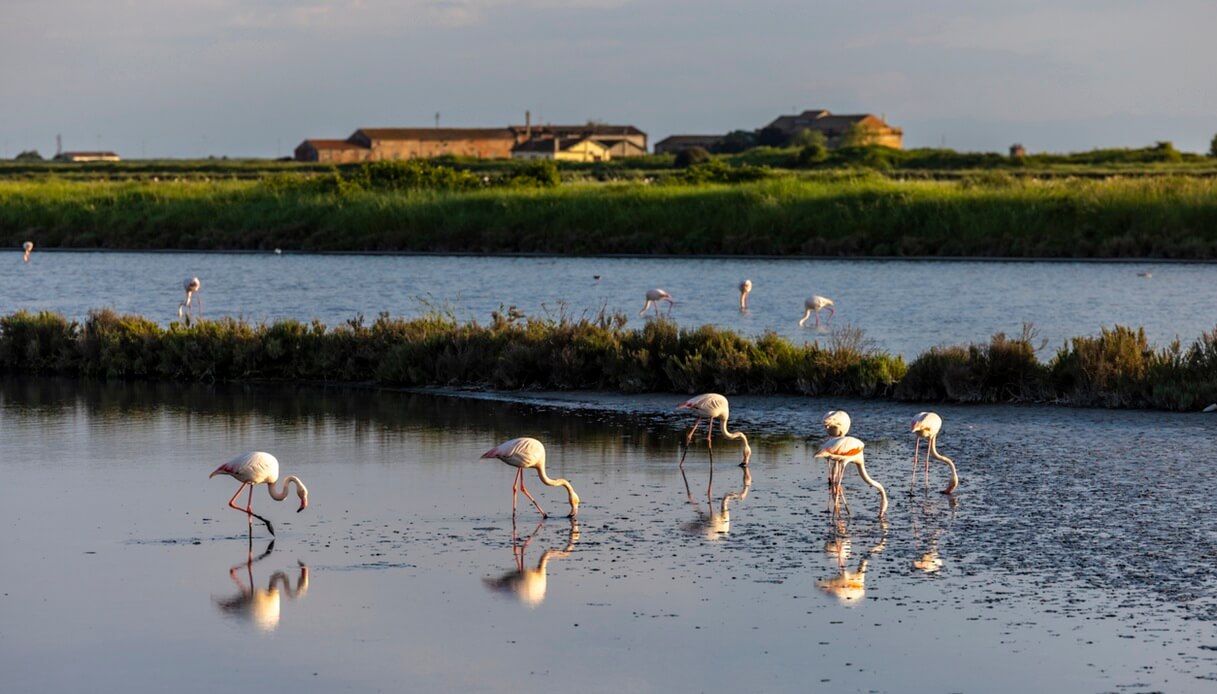 riserva naturali italia primavera delta del po