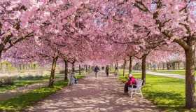 La Reggia di Venaria si tinge di rosa: inizia la fioritura dei ciliegi con eventi imperdibili