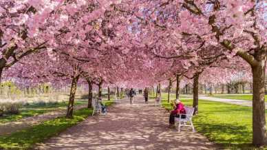 La Reggia di Venaria si tinge di rosa: inizia la fioritura dei ciliegi con eventi imperdibili
