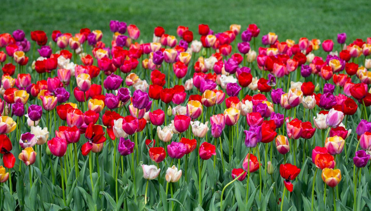 I giardini più belli